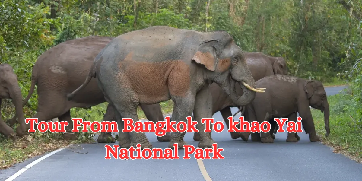Tour From Bangkok To Khao Yai National Park