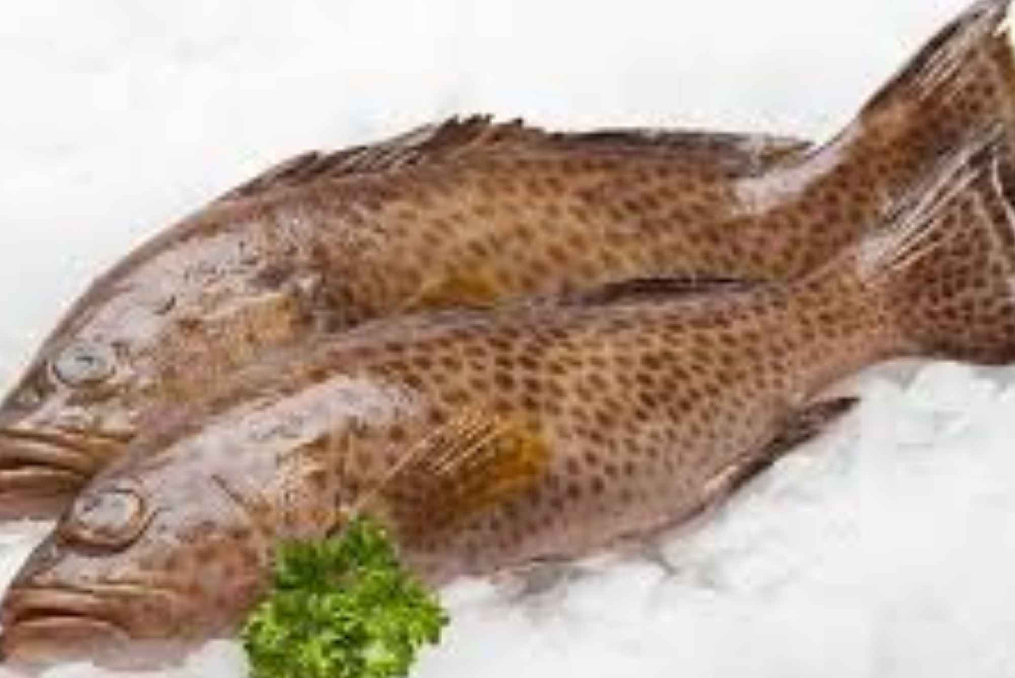 Expert recommendations hamour fish benefits UAE